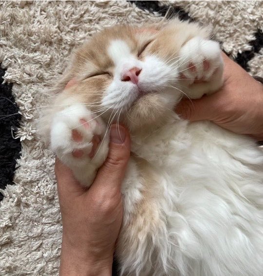mametaiscat's tweet photo. 勝手にカメラ目線にされても全然起きないニャンコ https://t.co/gHTRGeWoZx