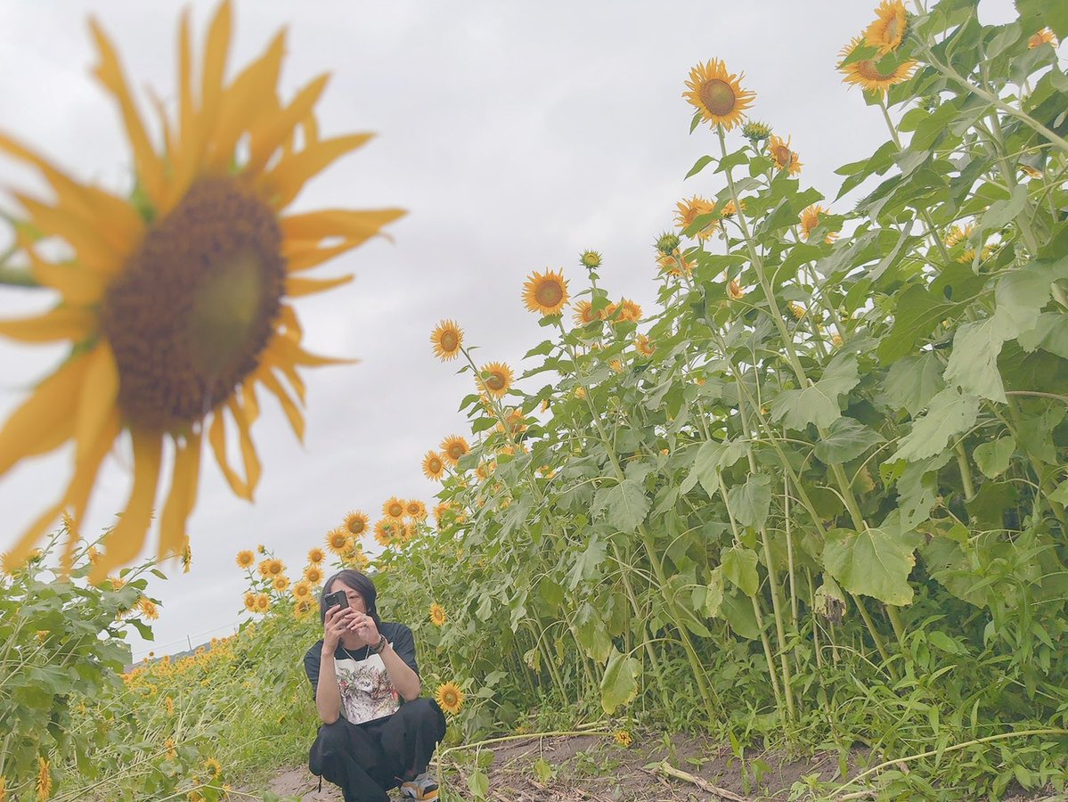 Taketo_dAte's tweet photo. 🌻ひまわり浮かれポンチレディ🌻 https://t.co/gKuOy5OlCD