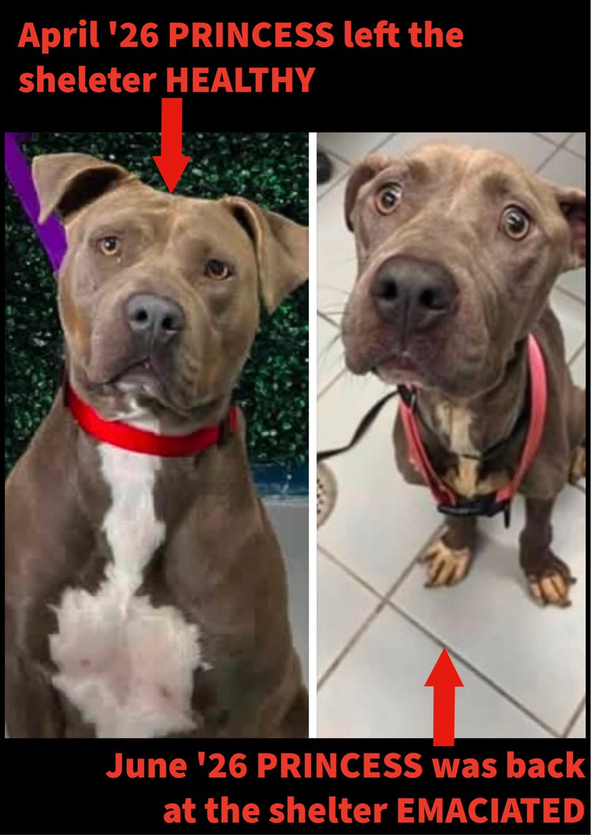 RoCoGB's tweet photo. First, please thank:
Nate & Snoops Dog House Rescue, Mico,Texas😇👏

And here’s why…. let’s talk about the case of Princess at the Corpus Christi shelter Tx💔

May ‘26 Princess was spayed by the shelter, heart worm positive but, she had hope🙏

Adopted in April through ‘free sponsorship’ from a local Law firm🤔

By June ‘26 Princess was being advertised by adopter - just wanting her gone🤬

A rescue offered to help owner with medical care, if Princess could be taken to the vet. 

But all the owner did was make excuse after excuse as to why she couldn’t! 
She knew Princess was sick, yet continued to do NOTHING🤬
Princess was left allowed to continue to suffer: skin & bones with open wounds💔

Fortunately ppl raised the alarm & the shelter seized Princess. 
To get Princess help asap, prosecution charges were sped up - owner prosecuted for cruelty & neglect & Princess was released into the care of Nate & Snoops Dog House Rescue.

This case raises so many questions…but right now her rescue could do with support to help get Princess better🙏

Any donations will be gratefully received - plz see donate link in replies:

In replies below: more photos & video of Princess’s story plus her video being released into the care of Nate & Snoops Dog House🙏