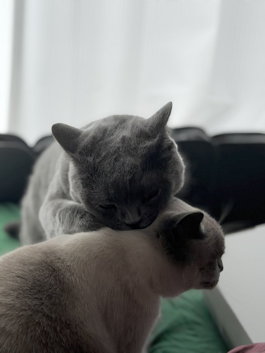 Luke23OiJ's tweet photo. 親のようにクロエちゃんを運ぼうと？するルーちゃん
#猫と暮らす #ブリティッシュショートヘア https://t.co/fAbmtlT1Bw