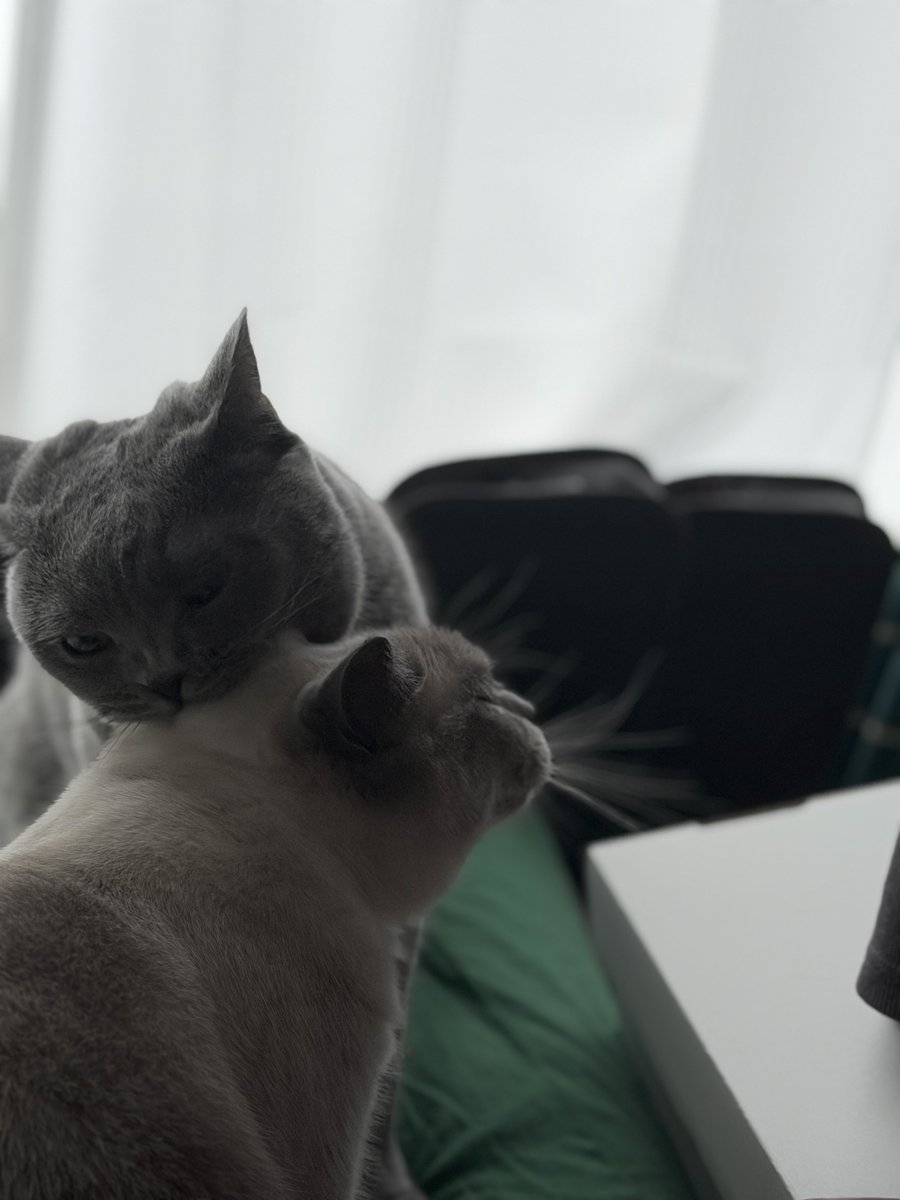 Luke23OiJ's tweet photo. 親のようにクロエちゃんを運ぼうと？するルーちゃん
#猫と暮らす #ブリティッシュショートヘア https://t.co/fAbmtlT1Bw
