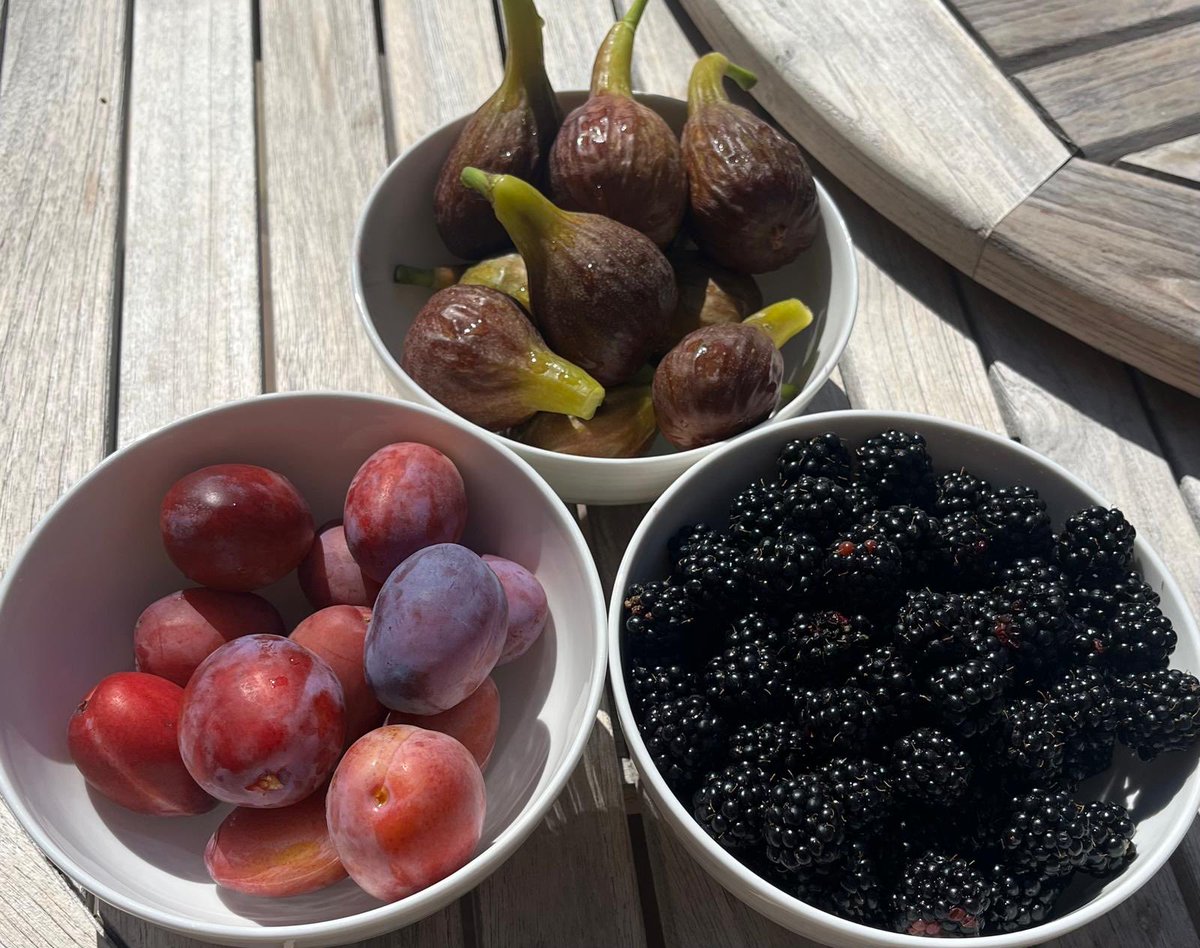 SKellyCEO's tweet photo. One of the great pleasures is enjoying fruit picked from the garden for Sunday morning breakfast — plums, figs, and blackberries - do you reckon about a month earlier than normal after this summer’s heat 🫐🍇 # https://t.co/G11fX29qxd