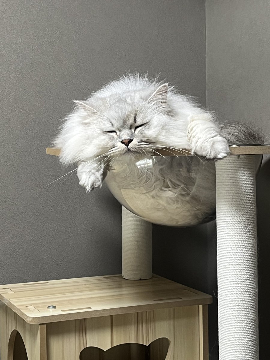 okoge_1003's tweet photo. 寝とる #ミヌエット #猫のいる暮らし https://t.co/b22Qgj9KUr