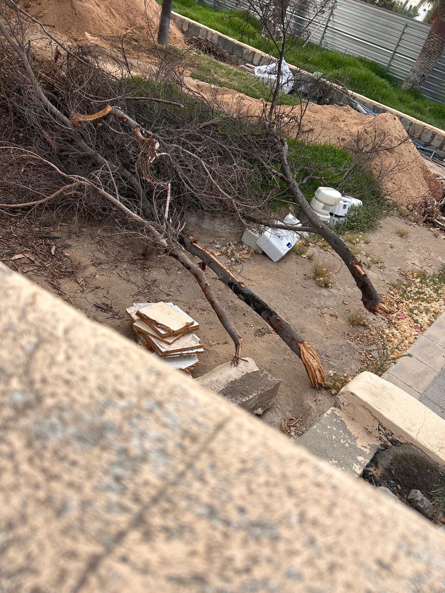 StopArboricidio's tweet photo. Nestor imaginó el Pueblo Canario como "Un Vergel"; ahora sus sucesores se esfuerzan en arrancar vegetación y "plantar" sombrillas... por las nuevas obras ya han arrancado 2 enormes flaboyanos!

#StopArboricidio @LpaVisit @PedroQuevedoIt @CarolinaDarias  @aytolpgc https://t.co/BpRc53n30q