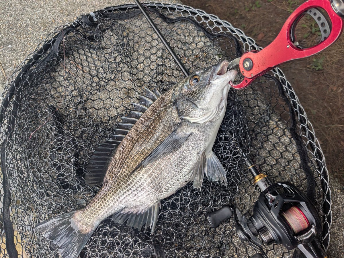 turix2fishing's tweet photo. 見えチヌに関してはマックスセントにしたからって反応が激変するということはありませんでした
釣れる魚見つけて投げることのほうが大切みたいです
釣れたのはMPSビッグ
山口山陰チニング
立ち位置に木が生い茂ってて自分の姿が隠せる場所は魚が逃げにくい気がします https://t.co/BL3KgwS9EI