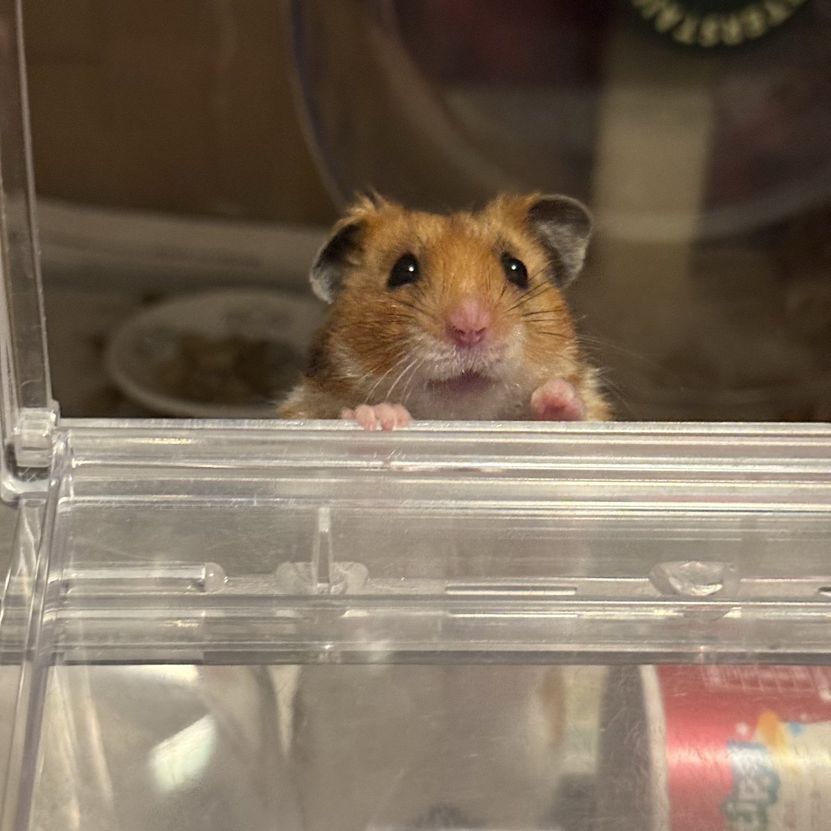 ham_edia's tweet photo. ハムメディア里親募集中🐹

元気な男の子、ココくん🐾
預かり宅ではお世話係に熱い視線を向けてくれます🥺
遊ぶのが大好きでフレンドリーです😊

かわいい子たちが幸せになるのを待ってます。
よろしくお願いいたします。
#HAM175
#保護活動
#ハムスター
#里親募集中

https://t.co/HyD76usm5r https://t.co/tMeSuW2zFm