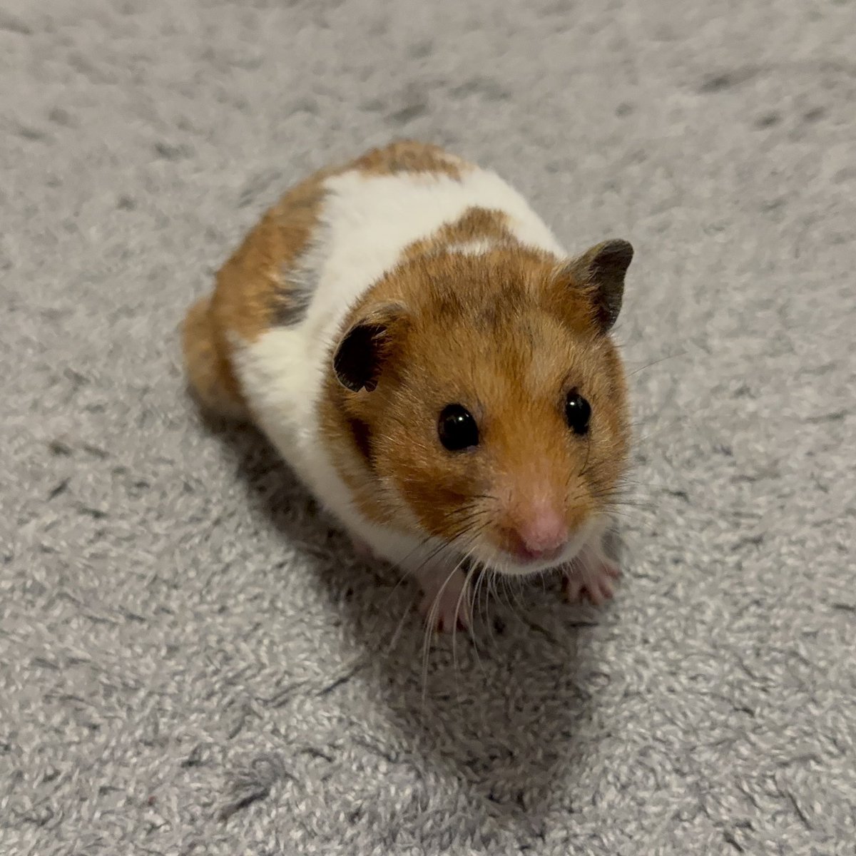 ham_edia's tweet photo. ハムメディア里親募集中🐹

元気な男の子、ココくん🐾
預かり宅ではお世話係に熱い視線を向けてくれます🥺
遊ぶのが大好きでフレンドリーです😊

かわいい子たちが幸せになるのを待ってます。
よろしくお願いいたします。
#HAM175
#保護活動
#ハムスター
#里親募集中

https://t.co/HyD76usm5r https://t.co/tMeSuW2zFm