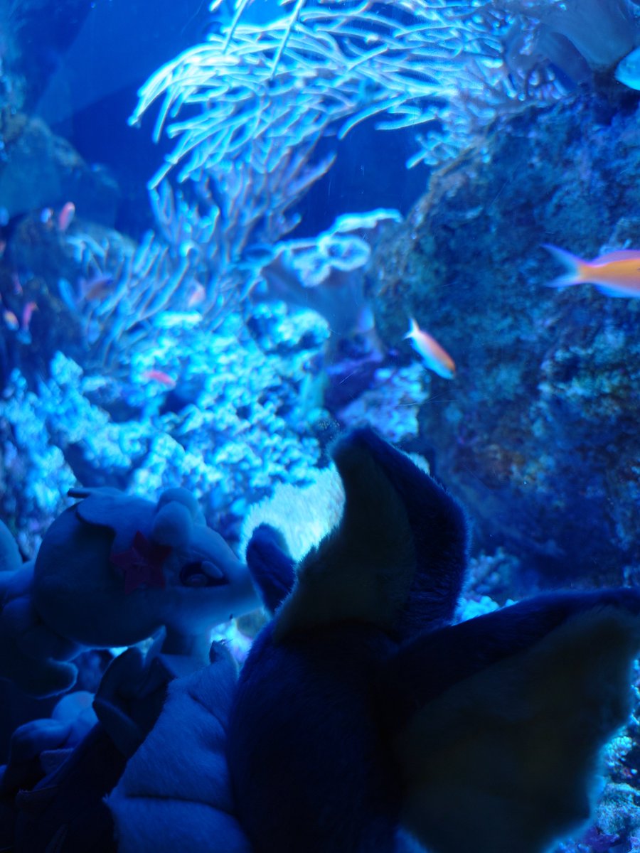 Game_20260516's tweet photo. アシレーヌ、シャワーズ達と水族館に行ってきました🩵💙 https://t.co/4xuHBan7Vz