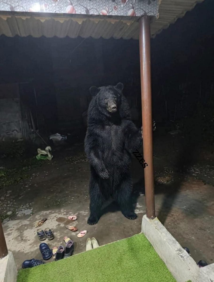 RoyshowkatR's tweet photo. A wild bear was reported near Brariangan/Uttersoo. Residents must stay indoors, keep children safe, and avoid the area until local wildlife authorities secure the location https://t.co/IWYy34tVOo