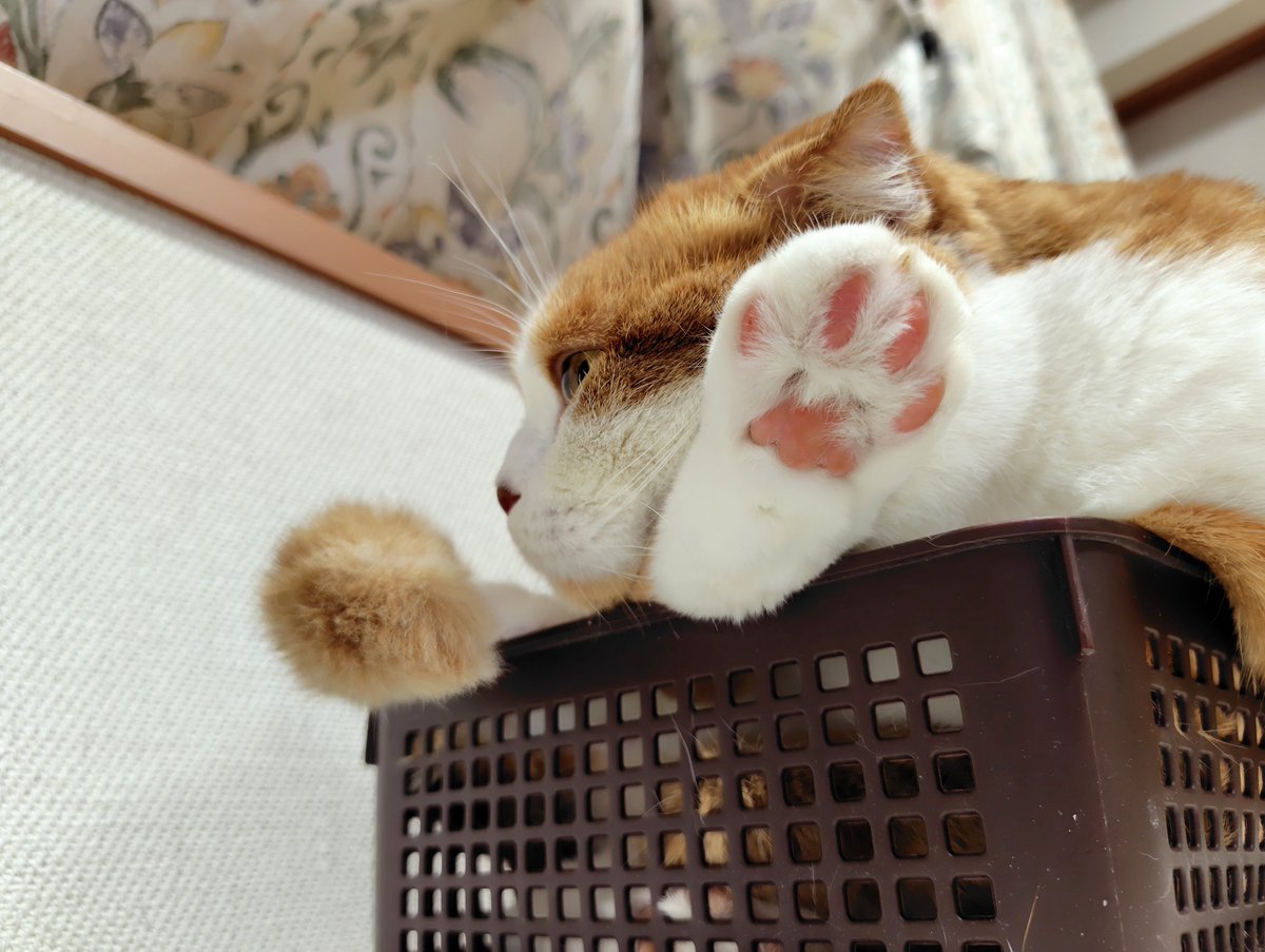 hapi_hapiness's tweet photo. 籠入息子🐱
#猫がいる幸せ #猫のいる暮らし https://t.co/BjjWbrDpJL