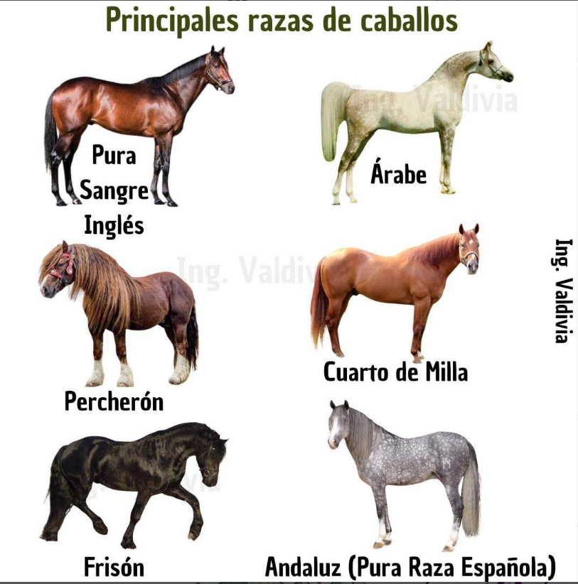 RafaSEF1's tweet photo. Do 09-08-2026🔵221-144
#MuyBuenosDíasATodos 😊😊
#SabíasQue #ℂ𝕌ℝ𝕀𝕆𝕊𝕀𝔻𝔸𝔻𝔼𝕊 #OtrasCosas
#Razas #Caballos
(📷 @𝕀𝕟𝕥𝕖𝕣𝕖𝕤𝔸𝕘𝕣𝕠 ) https://t.co/UXSVUxOO4b