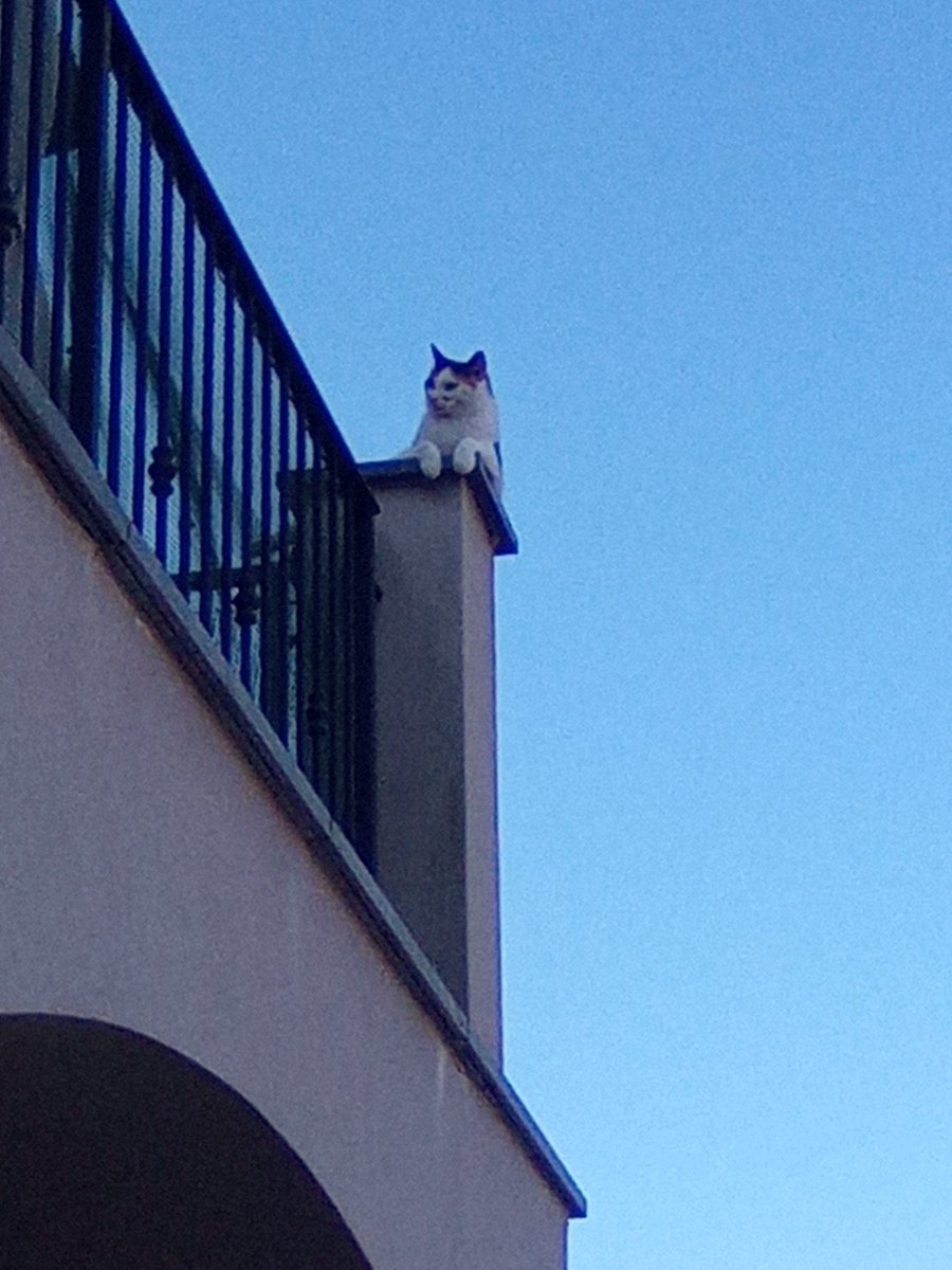 GLLampitelli's tweet photo. ...un po' di fresco 🐱 https://t.co/LIMc4ePACa