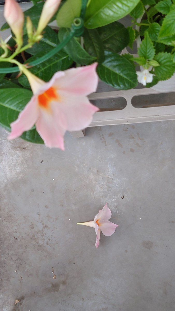 totantanto's tweet photo. 夏のフラワースタンド(2026)
第19弾 #マンデビラ の花

初めての一輪がとうとう散ってしまいました
風が強くて、飛ばされたのかも🤔

今までありがとう🥹

#ガーデニング
#ベランダ園芸 https://t.co/avJkGNPFdb