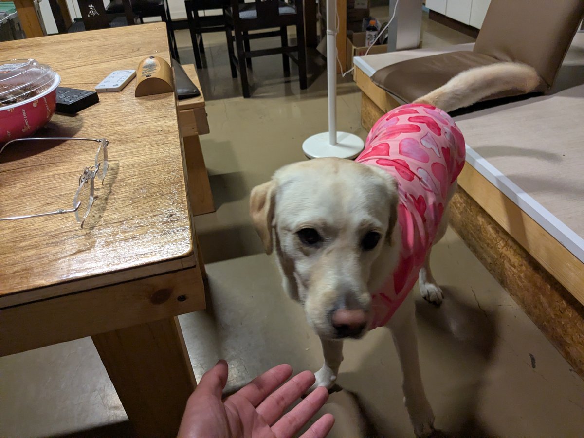 ginger_xtz's tweet photo. 犬いた https://t.co/hDPBMhudmz