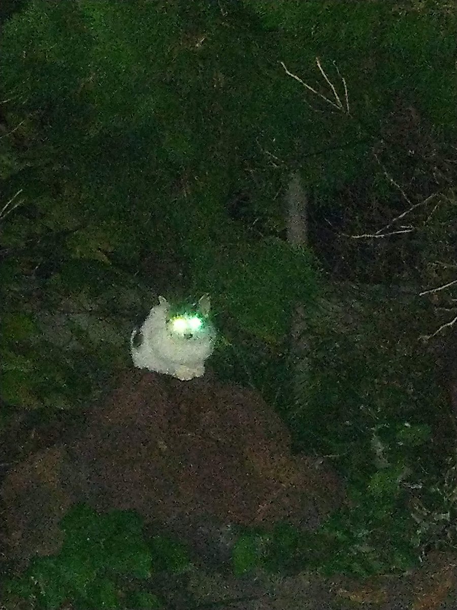 ja_toshima's tweet photo. 夜の帳を歩いていた時、暗闇の中で何かが動く気配が...
​焦ってカメラを向けると、そこにはこちらをじっと見つめる島猫の姿が。
撮れた写真を確認すると、​まるで...
この光る眼は、暗闇の向こうに一体何を見ているのだろうか 👁️✨
​#利島 #島猫 #ミステリー 🐾 https://t.co/8ooF3umfJ2