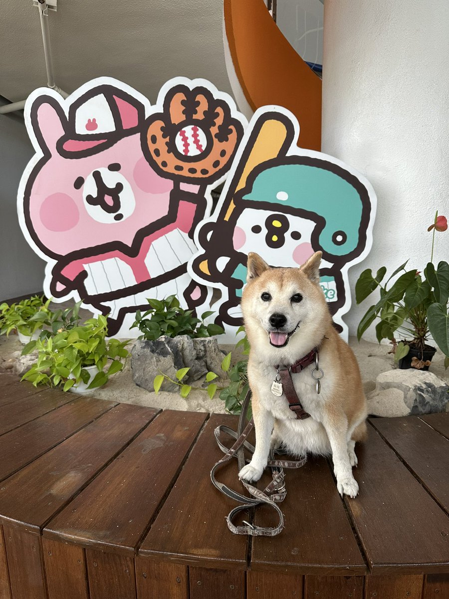 Kei_L1104's tweet photo. #K9PETS https://t.co/qGhqN5H8y7