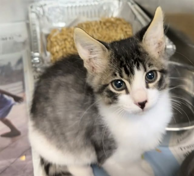 lordi1960's tweet photo. https://t.co/SeFWFUYVRR
❤️SKWIRT -- ID# A845324

Temperament: FRIENDLY

I am a male brown tabby and white Domestic Shorthair.

The shelter staff think I am about 10 weeks old.

I have been at the shelter since June 11, 2026.

I will be available for adoption or rescue on August 06, 2026.

I am currently at Devore Shelter in San Bernardino County, California.

If you would like to go down to the shelter to adopt this cat yourself,
please visit or call:

Devore Animal Shelter
19777 Shelter Way
Devore, CA 92407
Voice: (909) 386-9820 - press 2