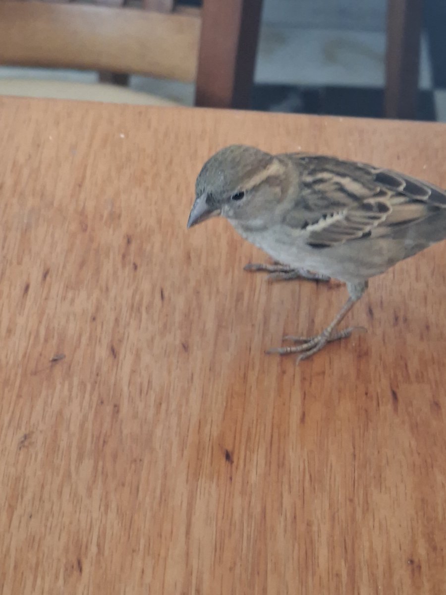 Janilton367's tweet photo. Olha quem me fez compania no trabalho antes de ontem, no café da manhã https://t.co/3m2ofJKUHy