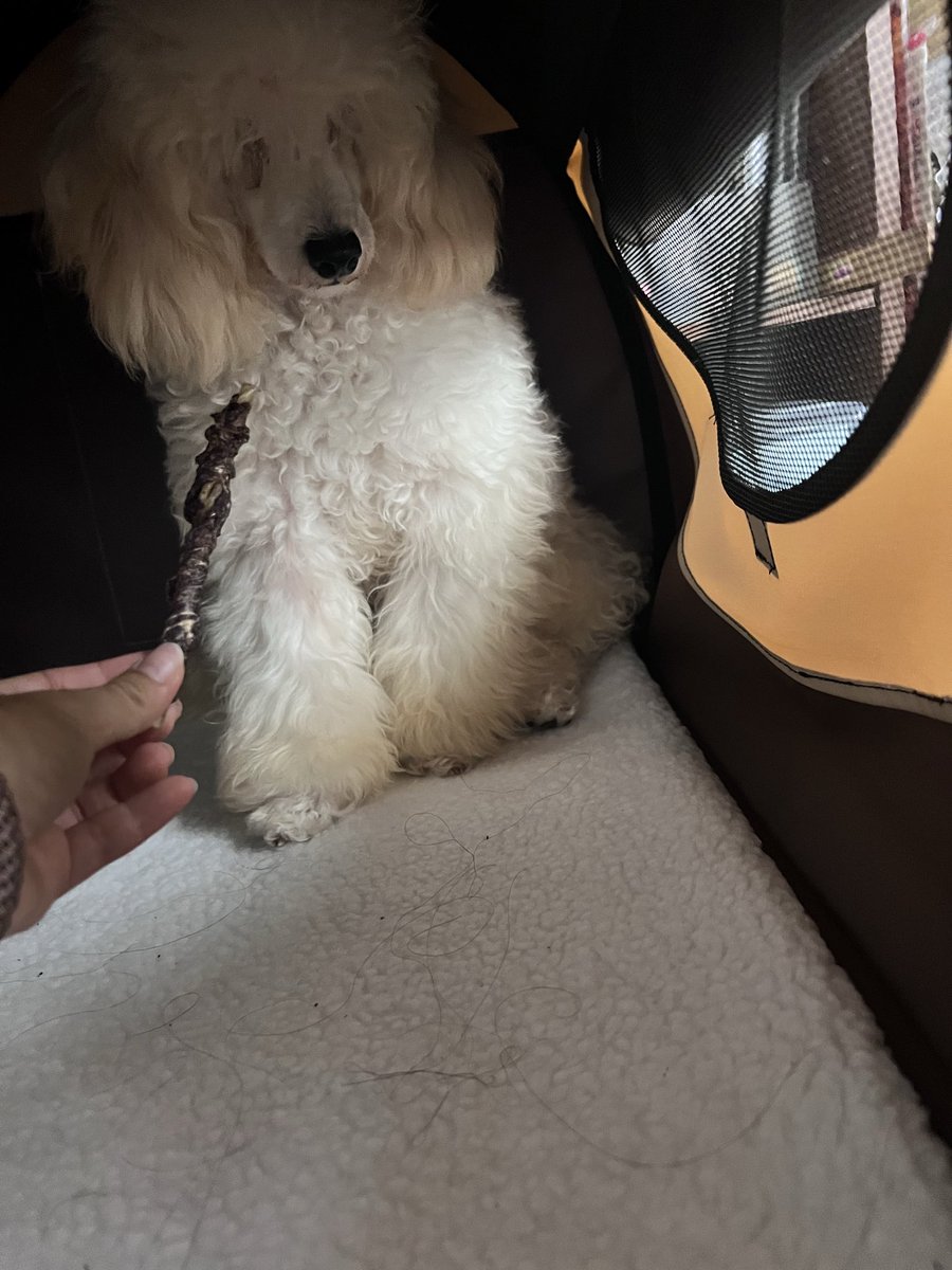 1137_suki's tweet photo. 犬が可愛すぎた。
お母さん👩とも話せてよかった✨ https://t.co/crG6OZSWjg