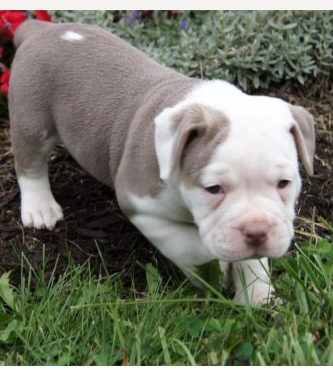 DavidHMartin7's tweet photo. Well after losing our sweet girl Karma 10 days ago we went and got another Bulldogge . Meet Wynter https://t.co/4iz9thFRo8