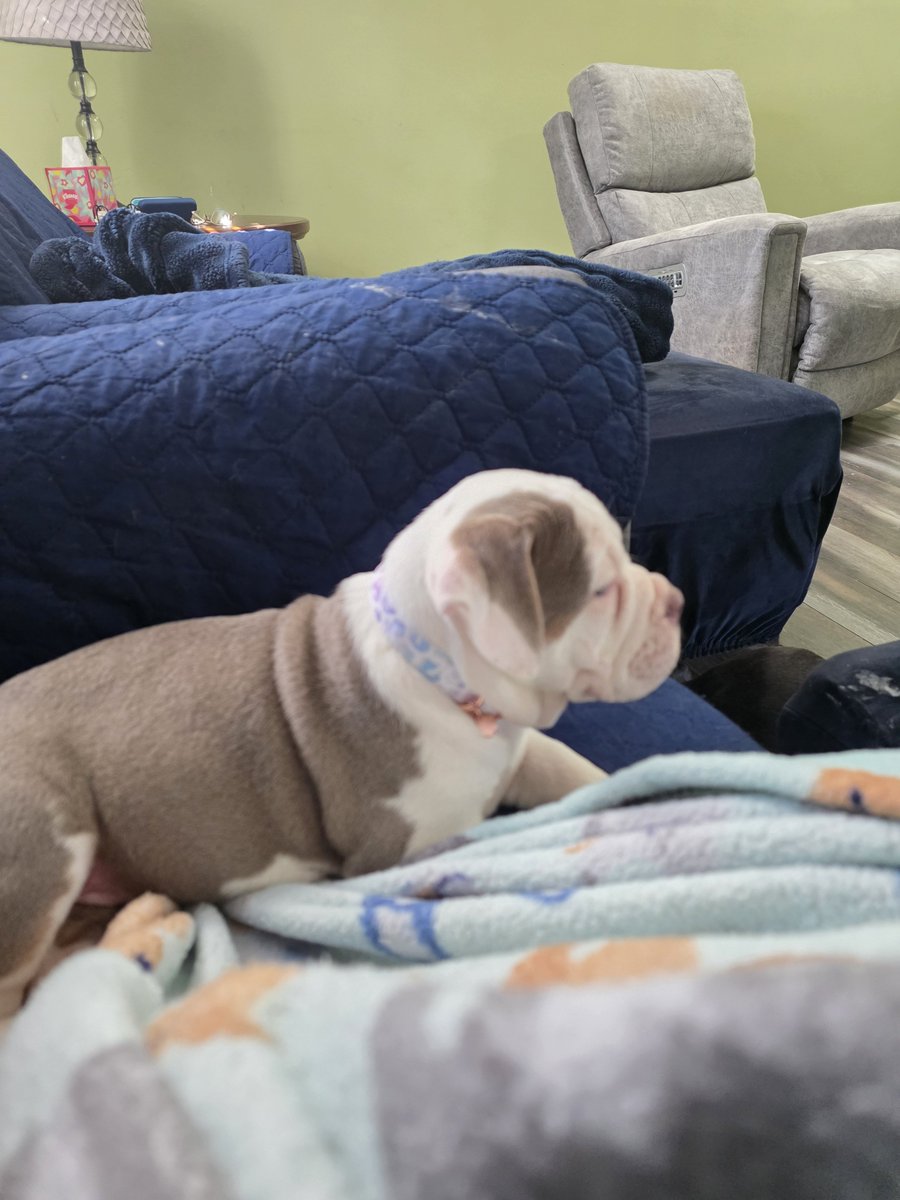 DavidHMartin7's tweet photo. Well after losing our sweet girl Karma 10 days ago we went and got another Bulldogge . Meet Wynter https://t.co/4iz9thFRo8