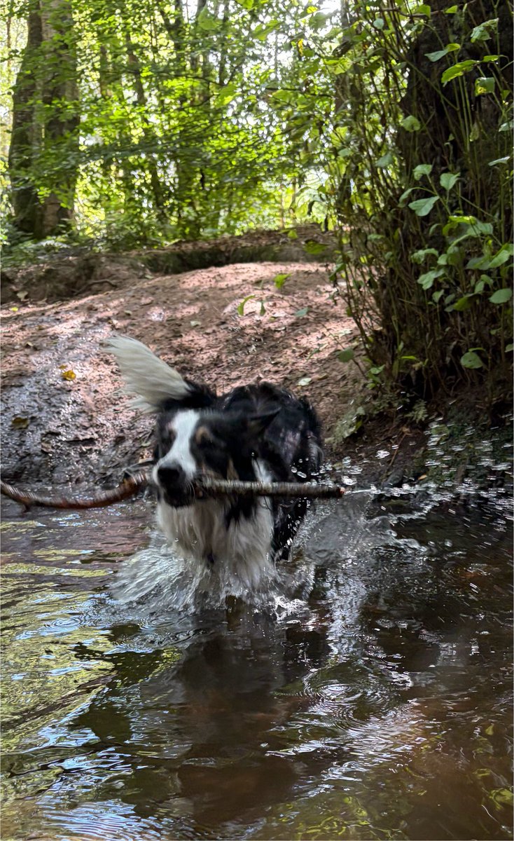Kesthecollie's tweet photo. Woo hoo https://t.co/d1RwT4lnSR