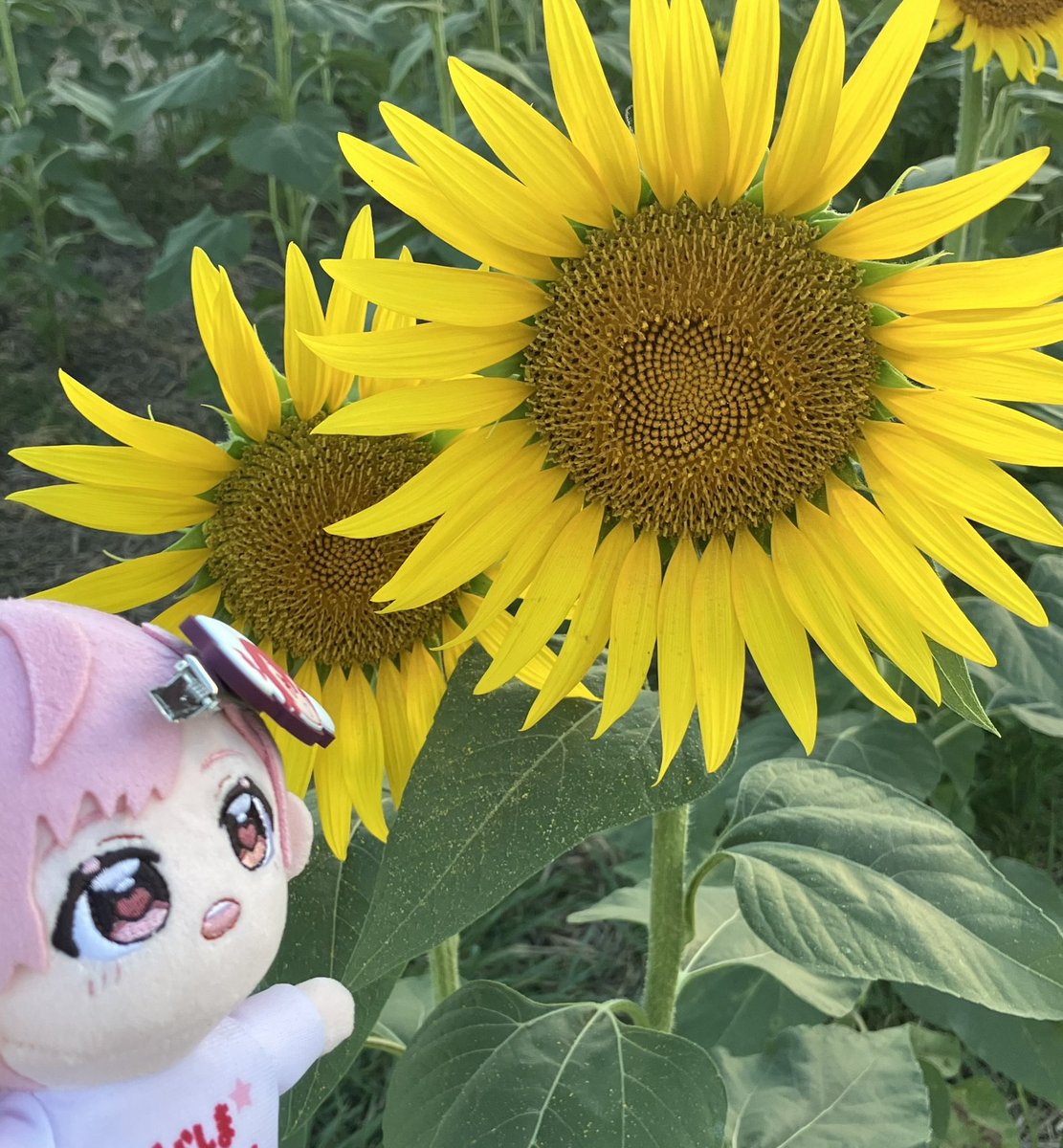 usakachu_sub's tweet photo. 🌻 https://t.co/bE4y8oT7Qz