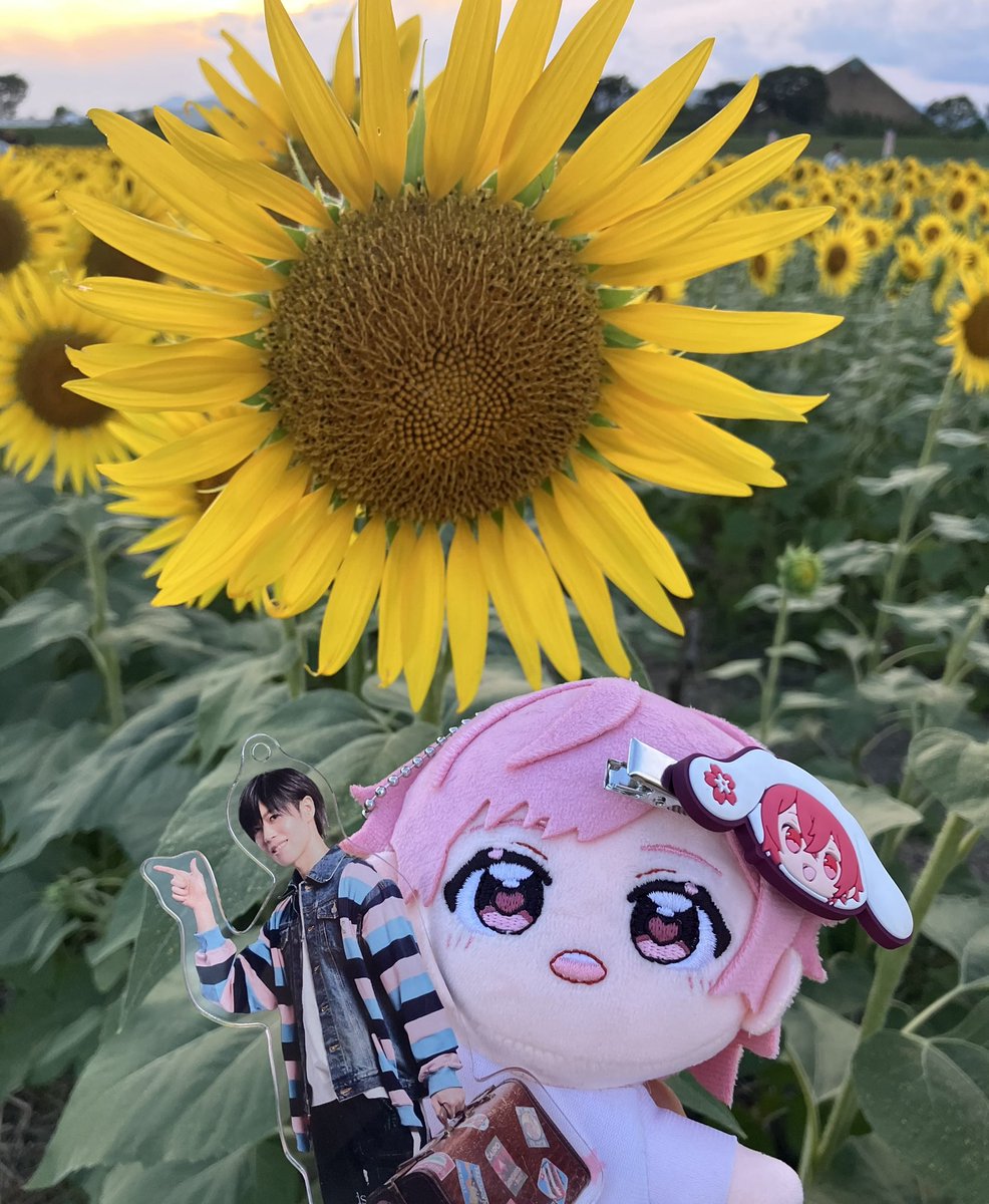 usakachu_sub's tweet photo. 🌻 https://t.co/bE4y8oT7Qz