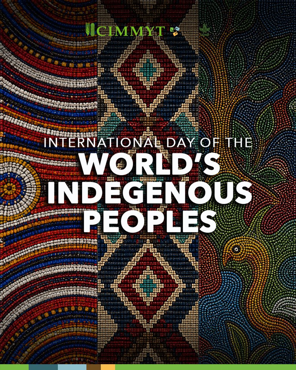 CIMMYT's tweet photo. Today is #IndigenousPeoplesDay. 🌎 
 
At #CIMMYT, we honor indigenous communities whose knowledge has sustained agricultural biodiversity across generations. 
 
Agricultural science moves further by recognizing knowledge already rooted in the land. https://t.co/FlQXtGIw4b
