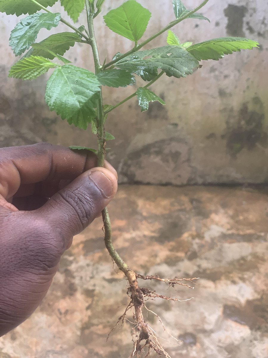 fr8teenss's tweet photo. @safonyameherbal @grok  is this the leave ? https://t.co/IBnqWKL3zD