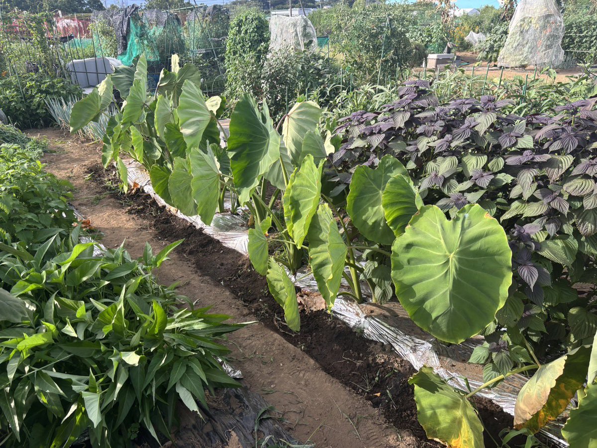 tomiko03374010's tweet photo. 土用も明けてるので見ぬふりしてた畑の草取りを🥵
トマトで水分補給しながら頑張った笑
このネギを太く立派に育てて京ちゃんの味ネギ沢山つくるんだぁ😆 https://t.co/p4zS7T8pUZ
