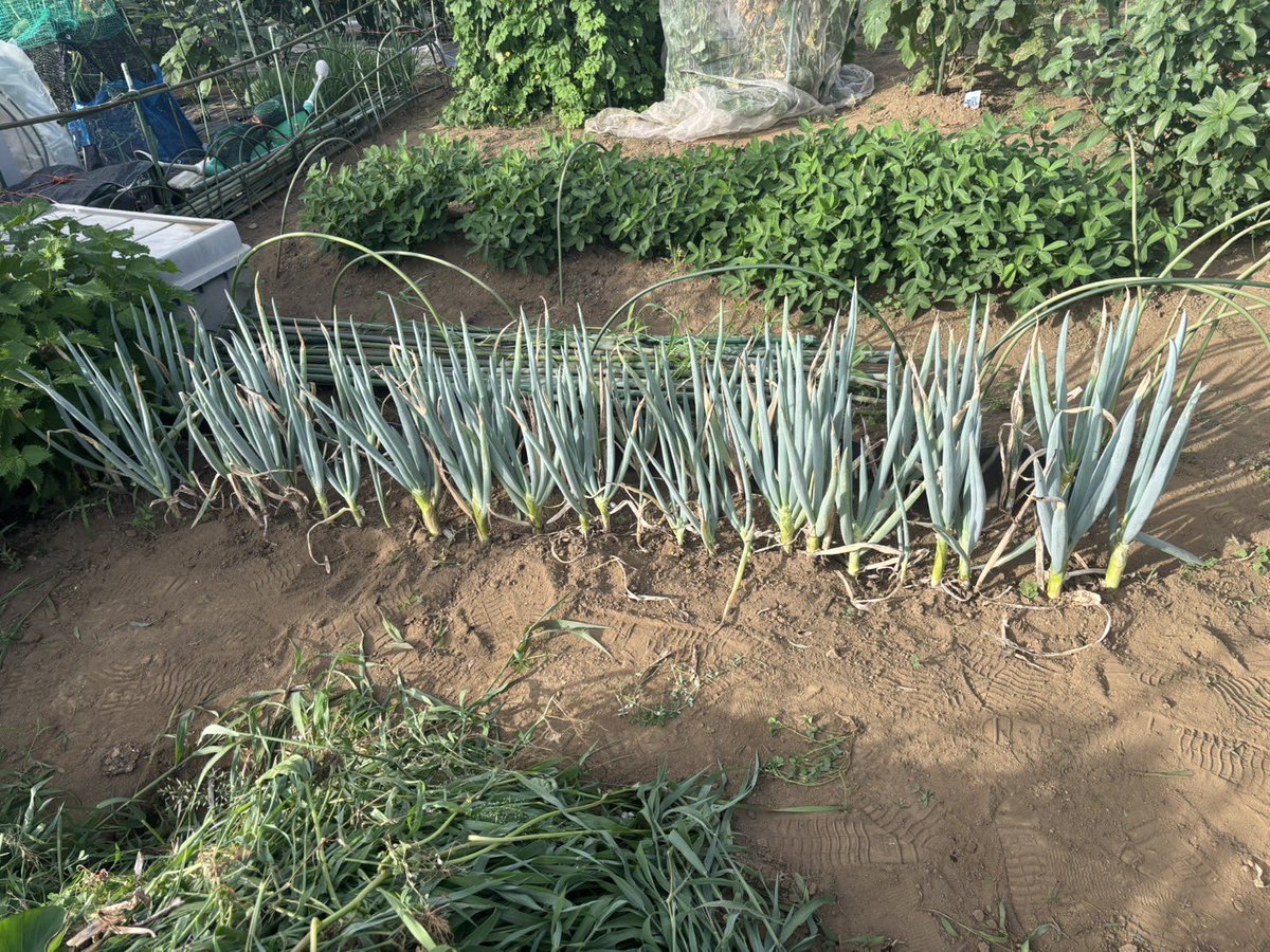 tomiko03374010's tweet photo. 土用も明けてるので見ぬふりしてた畑の草取りを🥵
トマトで水分補給しながら頑張った笑
このネギを太く立派に育てて京ちゃんの味ネギ沢山つくるんだぁ😆 https://t.co/p4zS7T8pUZ