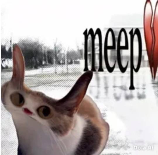 MeepCat_meme's tweet photo. @memekingdom The meep signal has been activated no explanation needed just meep https://t.co/EPWmoerpqT