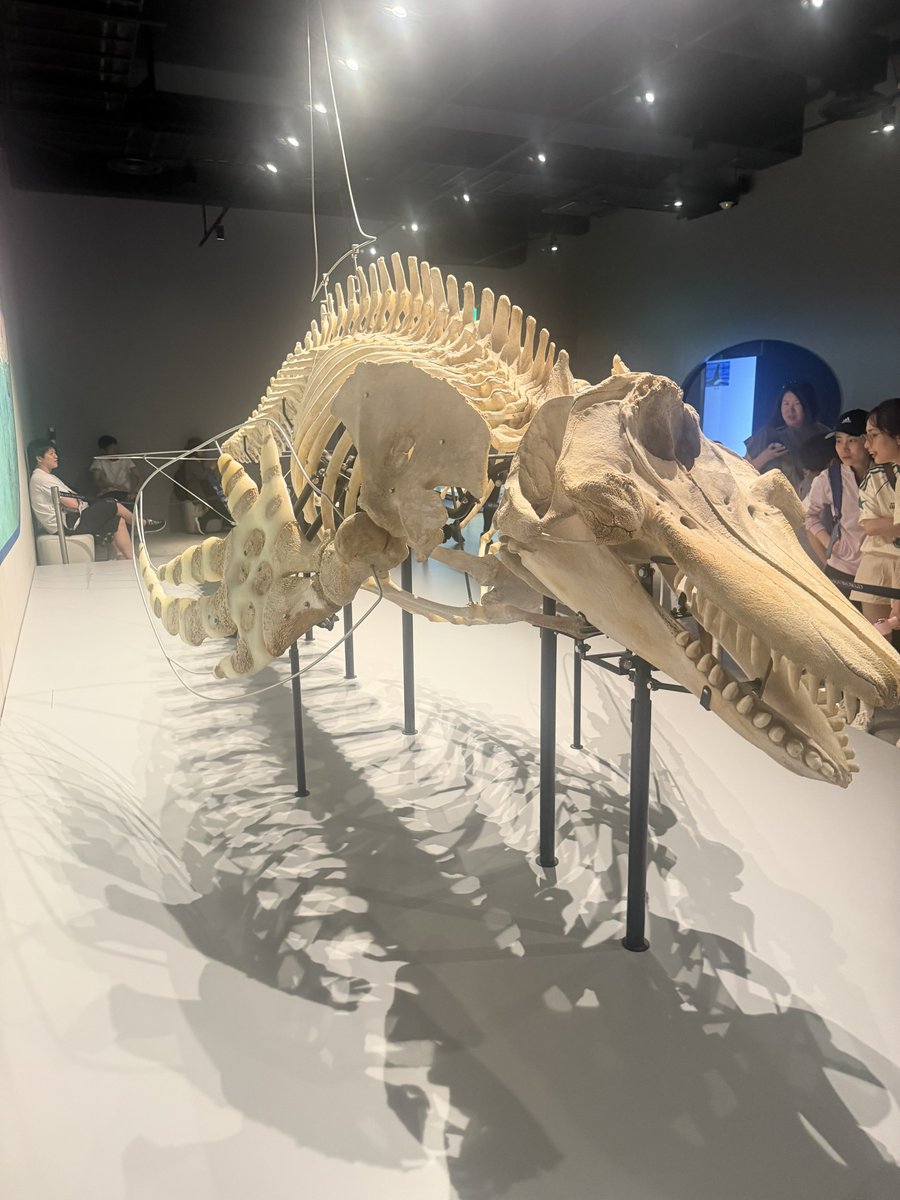 sakoooda's tweet photo. 水族館は鹿児島の方が良かったと思うんですが、いかんせんシャチが魅力的すぎました。シャチ強いわー https://t.co/nKvlyhyf6F