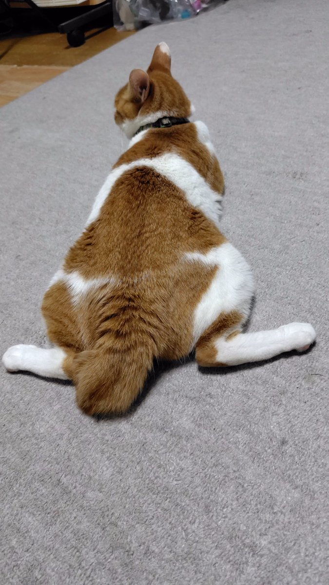 hibiki8239's tweet photo. #猫の居る暮らし 
#ねこかわいい 
元野良猫
名前小鉄
すっかりくつろぎの毎日
3食昼寝付き、散歩付き
の贅沢暮らし
野生を忘れた猫
しかし飼い主を癒す能力は
天下一品、
カワイイ、可愛い、かわいい❤❤❤❤❤❤❤❤❤❤ https://t.co/8OX8PaIaVk