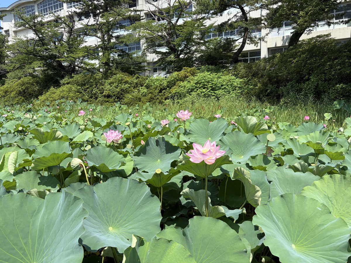 mukai_nitro's tweet photo. 千秋公園の遊歩道 https://t.co/b5BONgSux7