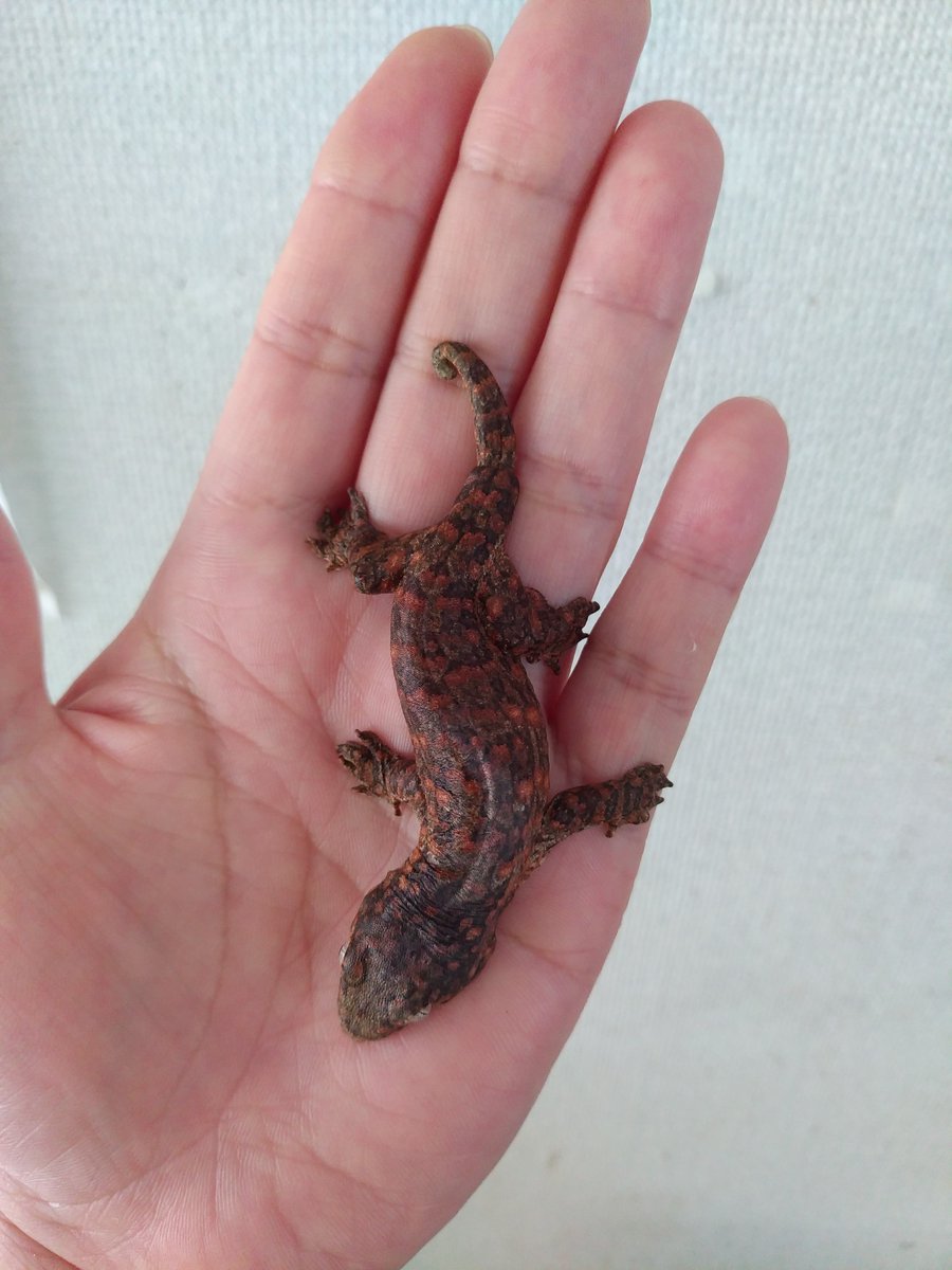 FigEater_666's tweet photo. 先日お披露目したこの子！
もしも僕が客なら、50くらいだったら買おうかなと思っていたよ😏

お迎えが決まりました🎉
とても嬉しいです！
おめでとうございます🎊 https://t.co/pdzj8cO38z