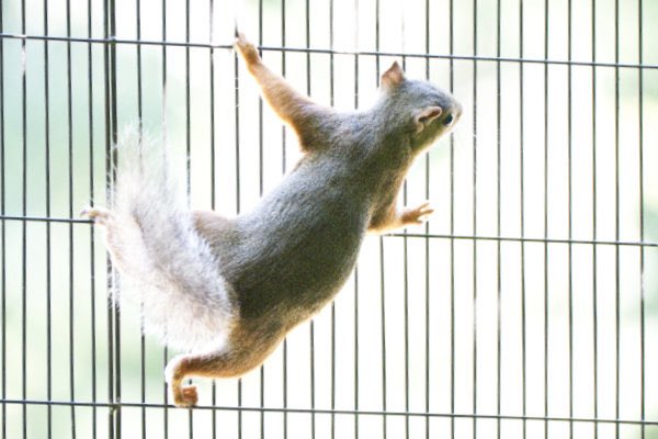 mensore21's tweet photo. ニホンリス 🍙
#井の頭自然文化園
#ニホンリス #リス #japanesesquirrel #squirre #動物園 #動物 #animal #zoo #動物が好きな #動物好きな人と繫がりたい #リスが好き #動物写真 #動物園写真
🐠 https://t.co/JBzMCpVdJg