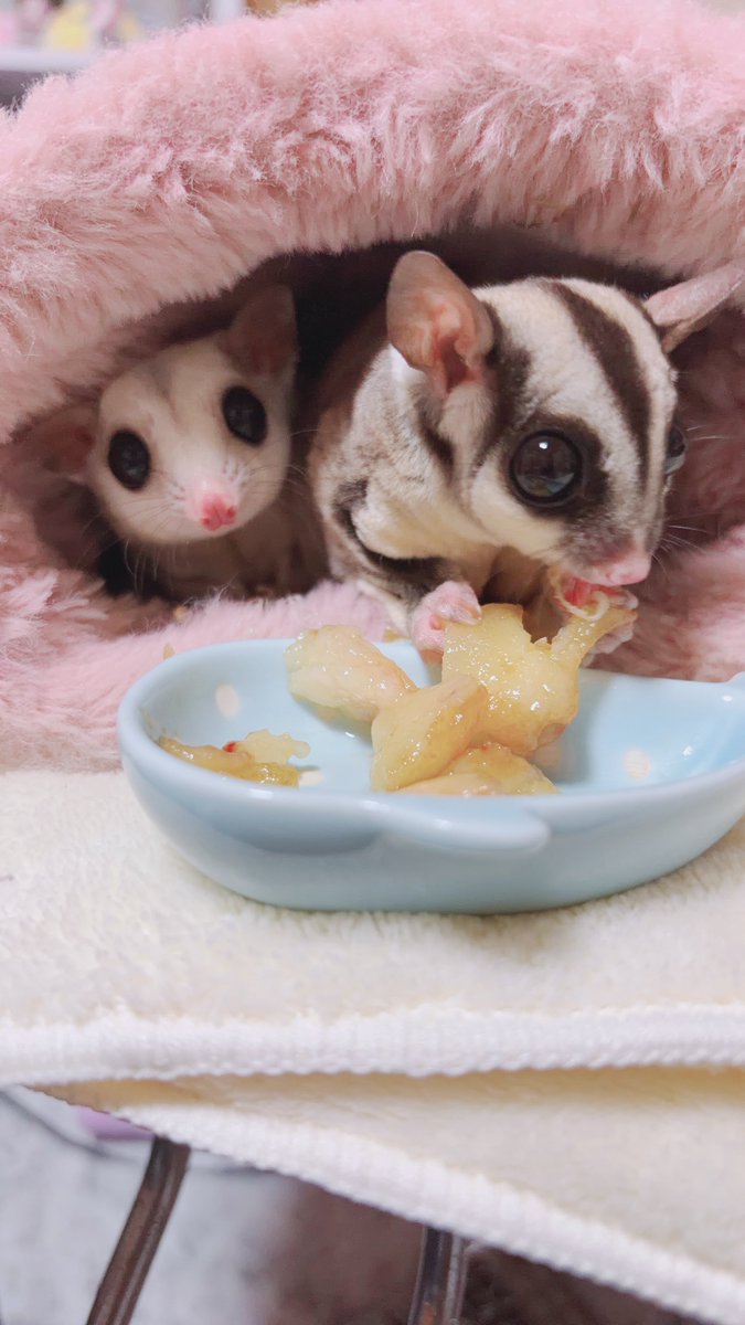 ame_1470's tweet photo. 桃ととうもろこしをいただきまして、ねむあむちゃんに桃をおすそ分けしたんだけどぷぷぷぷ言ってた🥰
美味しかったねぇ〜嬉しいねぇ〜
桃めっっっちゃ甘いし、とうもろこしは北海道のスイートコーンだって！
美味しいもの食べれてしあわせなのだ🫶🏻

 #ねむあむ https://t.co/6fH2NOk5f5