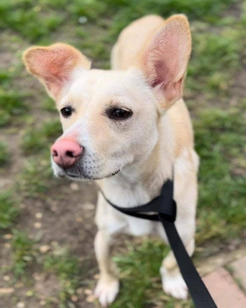 Pawprints2F's tweet photo. Peterborough-Foster

Meet Frankie, a 3 year old boy with the sweetest nature and the cutest little pink nose you've ever seen!🩷

He can be a little shy but is so affectionate and loyal. He just asks for patience❤️

🏡 Can live with dogs, cats and kids 8+

https://t.co/UKATK6Nz6w https://t.co/mZfsPeIIu1