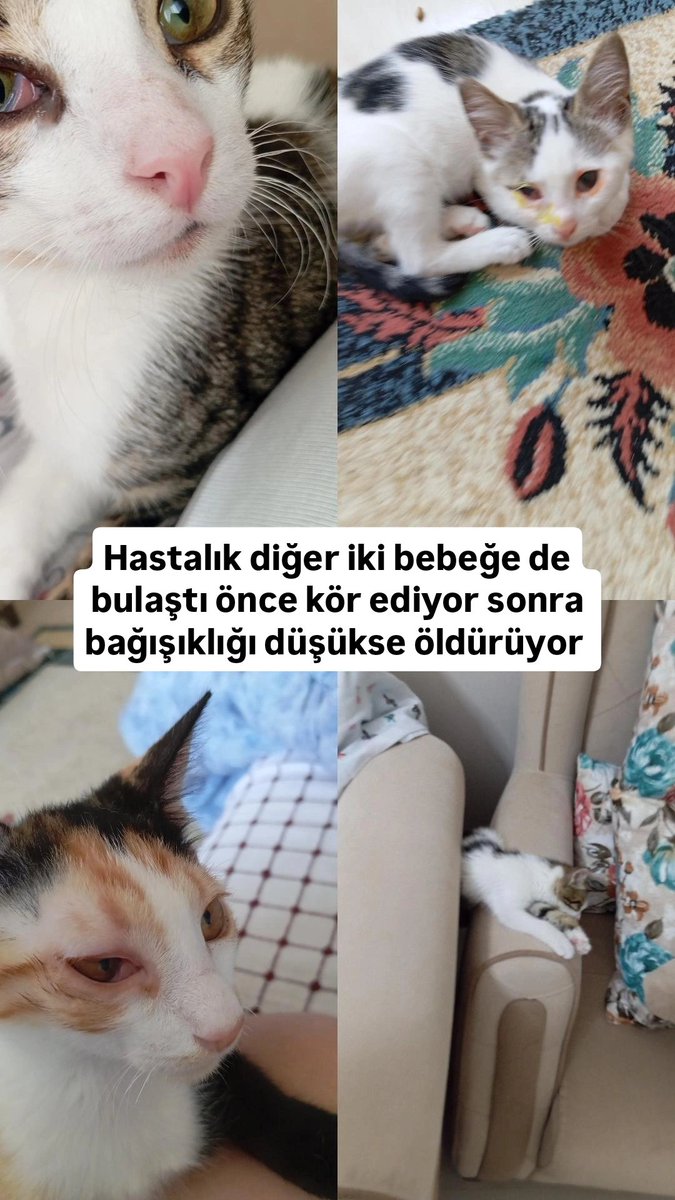 FipKiti's tweet photo. Bir şişe ilaç 3000 sadece 3 kutu ile evdeki 14 kedinin hayatını kurtarabiliriz hepsi sokaktan kurtarılmış yuva bulamamış çocuklar https://t.co/JYF4K8d1Te