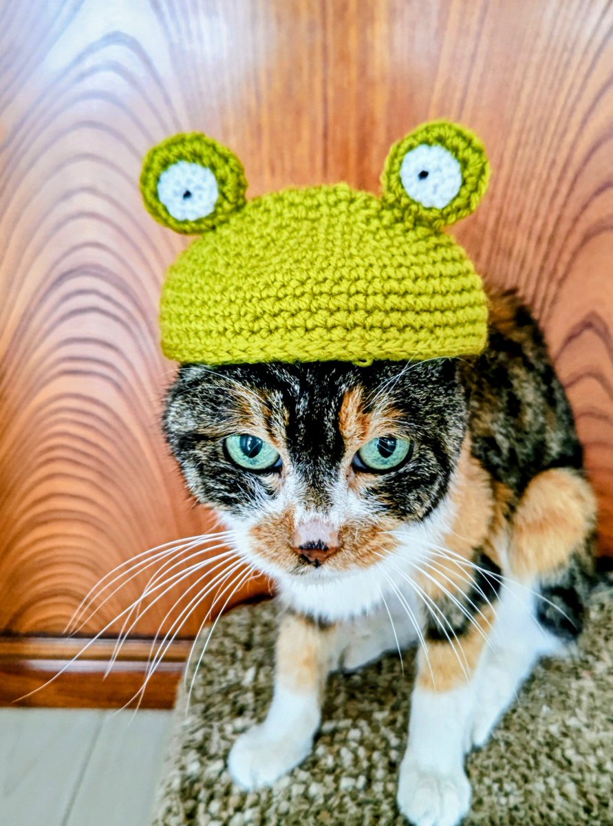 micapri0104's tweet photo. ねこ展に参加させて頂いてます🐾
「猫だけど🐸になれる帽子はいかがかにゃ⁉️」
@Mimy3329 https://t.co/7j4o7RqJIB