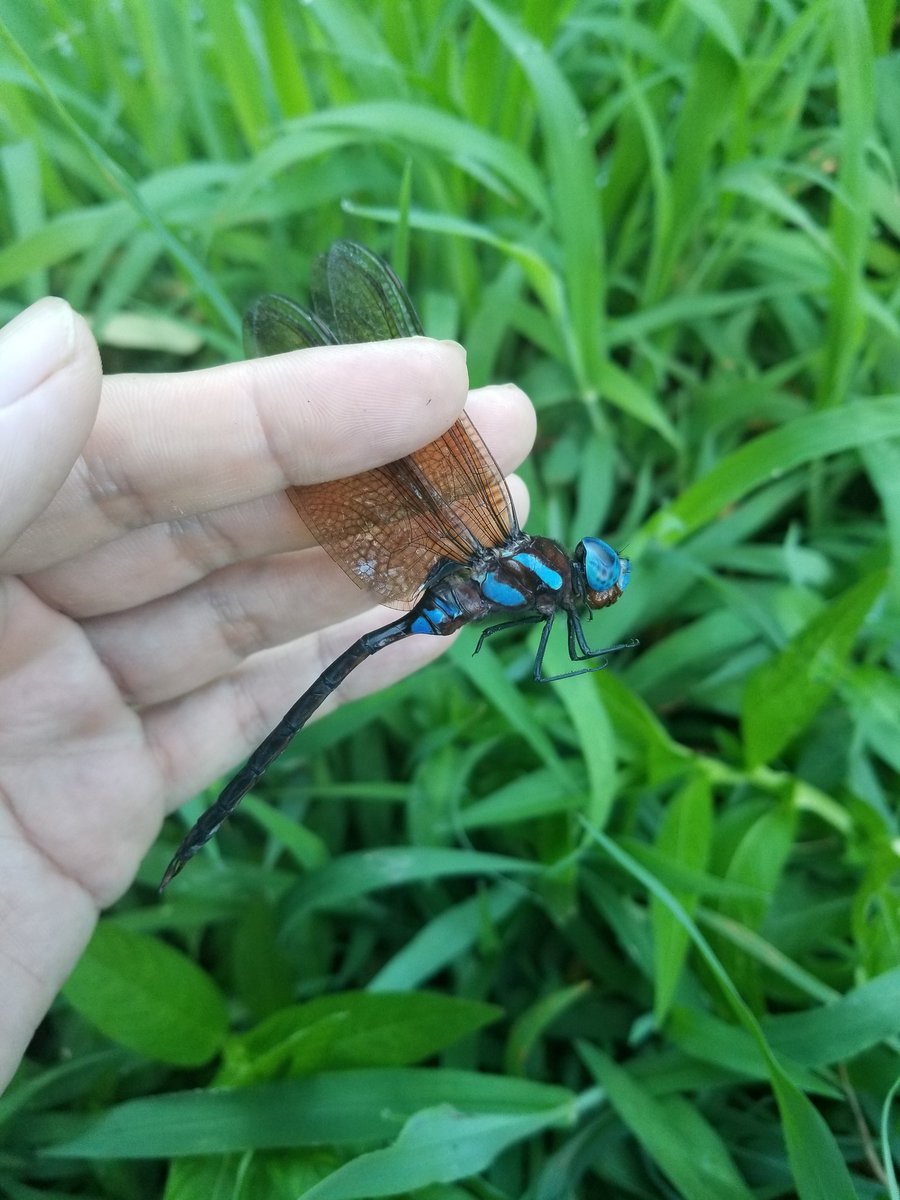 yagohito's tweet photo. #トンボ砂漠調査記録
#昆虫
#生物
#トンボ
マルタンヤンマの秋モードを最初から、しかも飛ぶど真ん中で観察できた。
ジグザグ旋回急上昇なんでもアリの弾丸。他種はほぼ無視、同種だけをきっちり追尾する。これ、明らかに探雌占有飛翔でしょ。
約20分間、老熟なれど綺麗な♂３頭の競演だった。 https://t.co/LTeNT1i1BL
