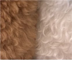 danchou_sub's tweet photo. お詫びにわんちょむとつーちょむの毛をぺたり🐕❣️
(何気に初公開かも👀) https://t.co/tjLpgW7Y07