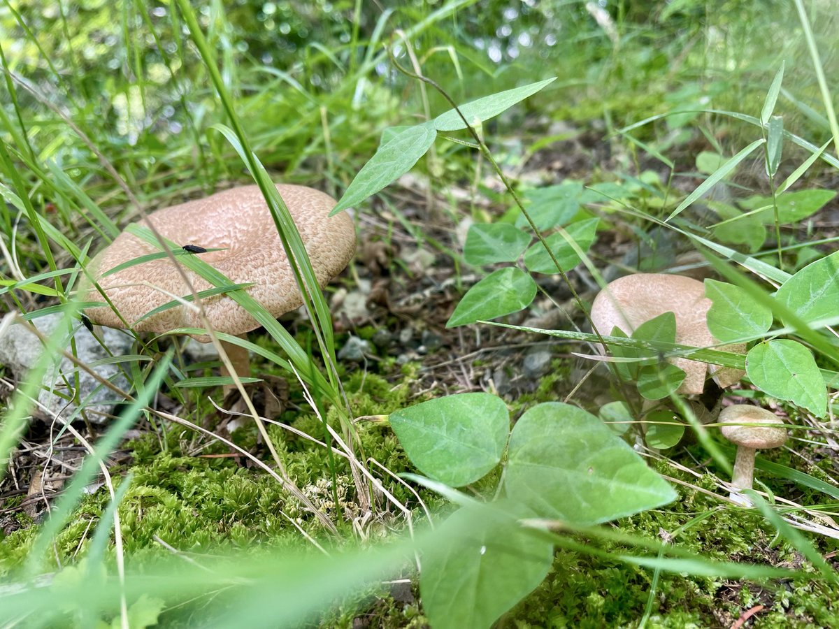 ktkwbin's tweet photo. なんかすごい雲だった山ときのこ🍄‍🟫 https://t.co/FOZteY8o0R