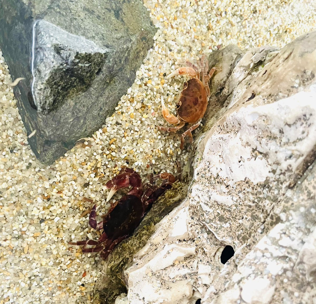 Jgtjnpgtap's tweet photo. 🦀 https://t.co/kSEUsKREpg