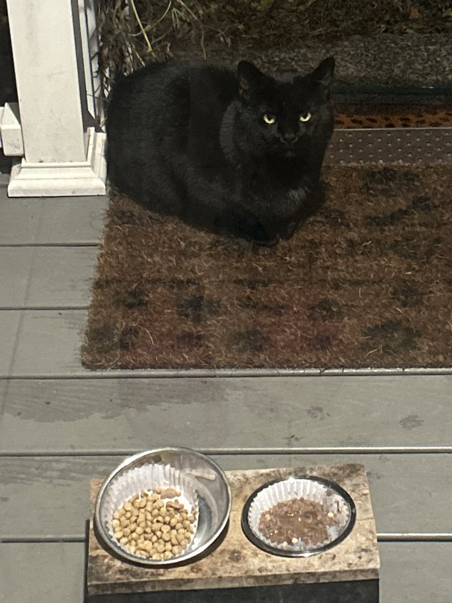 DivinaStavola's tweet photo. #InternationalCatDay is EVERY DAY IN MY WORLD #SaveFeralCats #AdoptDontShop #RescueOnly #TNR https://t.co/eeWwyrre0Q