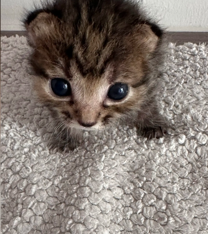 culKitten's tweet photo. 小猫咪，你在看什么啊？ https://t.co/DZTUQIBaAe