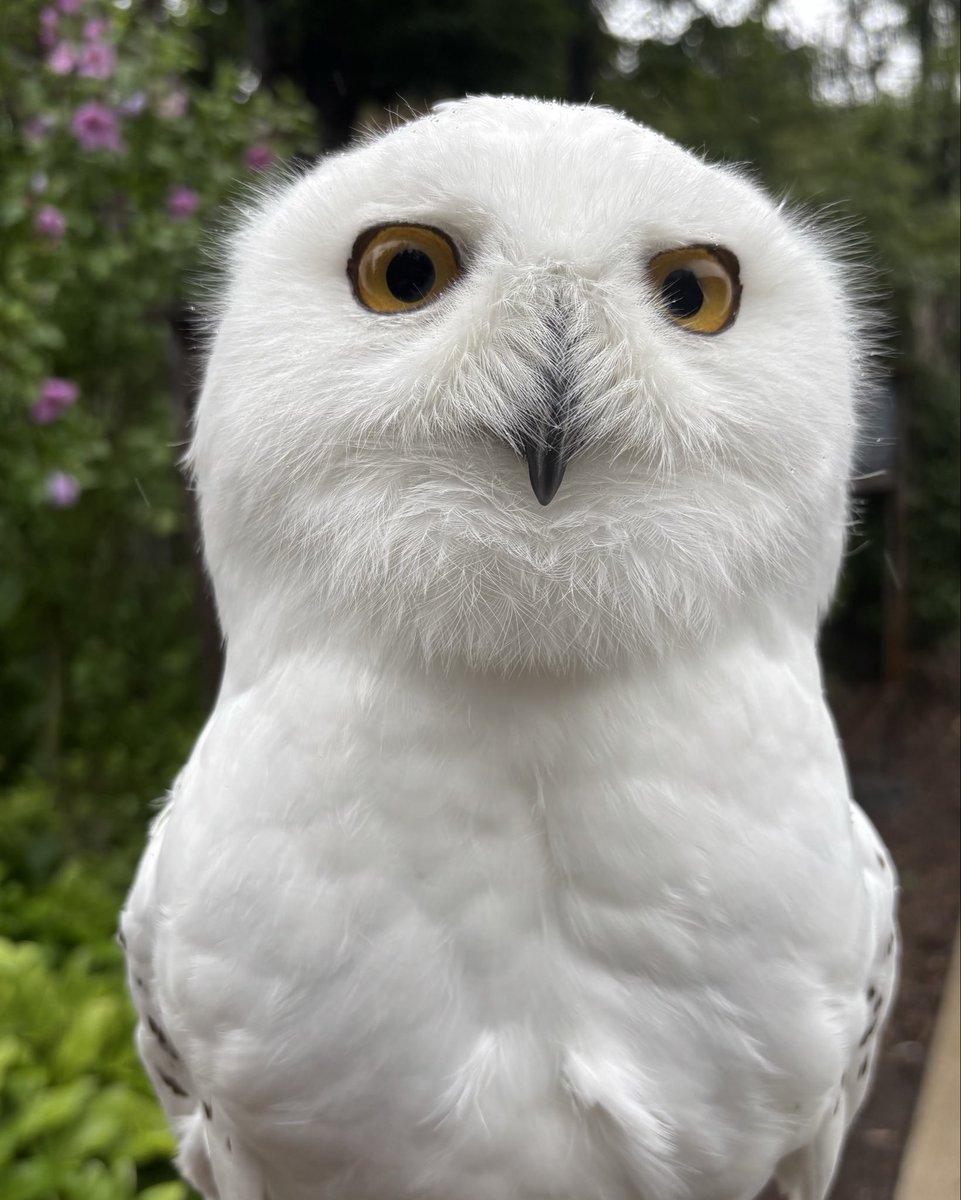 WildWingsInc's tweet photo. Teddy #snowyowl #wildwings #wildwingsinc #mendonponds #mendonpondspark https://t.co/V8UL9QU2hQ