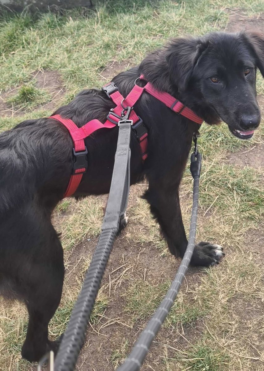 Pawprints2F's tweet photo. 🐾 Happy Pupdate 🐾

In June, Aveline/Tala travelled to the UK—and we think she must now be one of the most happiest dogs around!

Her favourite thing is exploring the city and the parks.

She is incredibly clever and makes friends with everyone! 💕🐾 https://t.co/HknaAPEgin